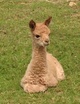 Newest cria- Charlie Brown