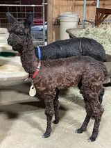 alpaca for sale