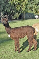 2023 Cria, Rum Runner