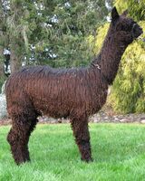 alpaca for sale