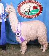 alpaca for sale