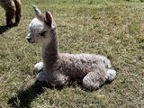 Cria born 7/31/24