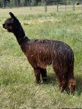 alpaca for sale