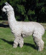 alpaca for sale