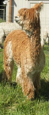 alpaca for sale