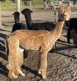 alpaca for sale