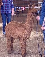 alpaca for sale