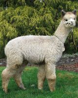 alpaca for sale