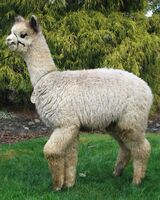 alpaca for sale