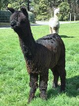 alpaca for sale