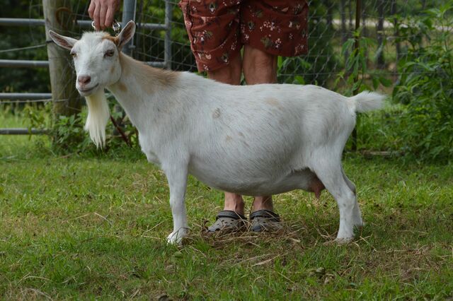 Moon in her Barn Clothes 