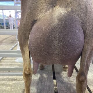 Dixie’s 1F udder 12 hour fill