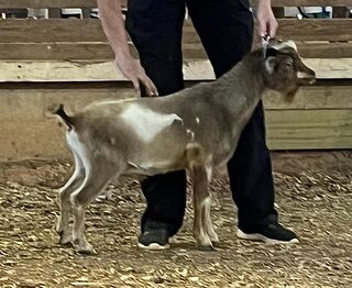 Kapitan 1st in Class at Buck Wild 