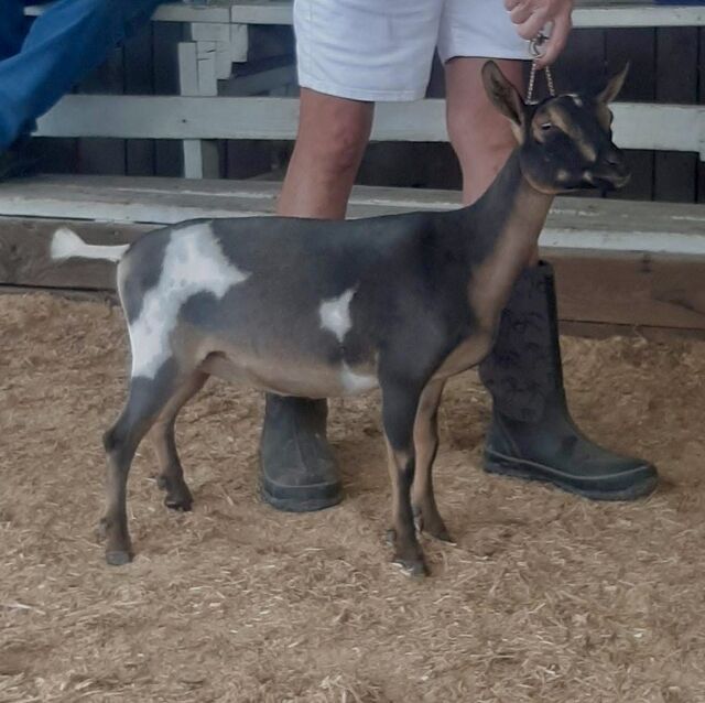 1st Place Lincoln Co Fair judge Greg Murphy 