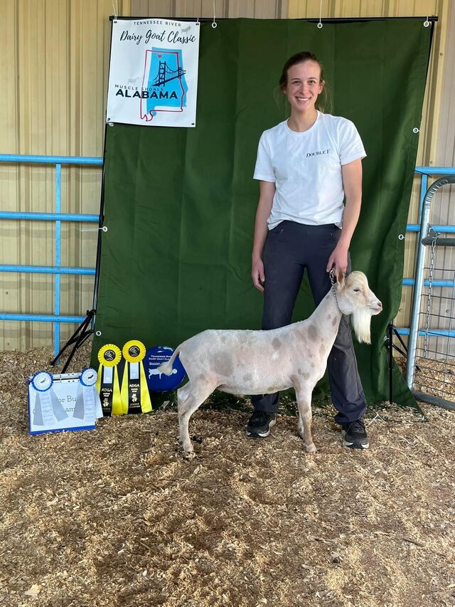 Dusty too 1st in Both Rings, taking Jr Grand and Reserve Grade to the Seniors in both rings