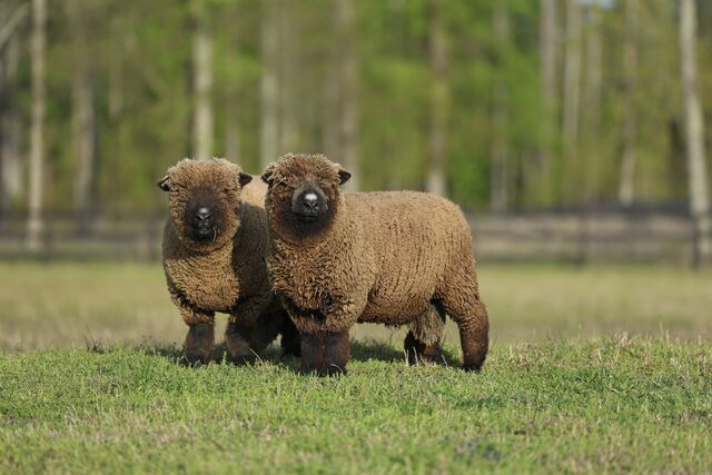 Two of our breeding rams