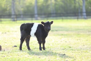 2024 heifer calf