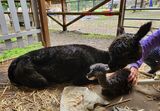 Star's first Cria - Girl 6/27/24