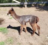 alpaca for sale