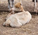 Amber's first Cria.  Boy 8/6/24