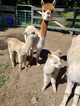 alpaca for sale