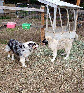 Shanti meeting the new Poppy pup