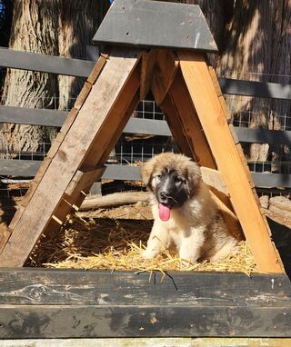 Her new house