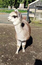 alpaca for sale