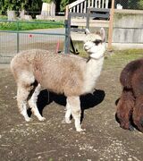 alpaca for sale