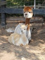 alpaca for sale