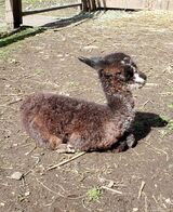 alpaca for sale