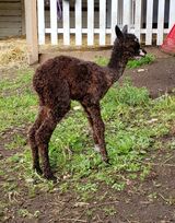 alpaca for sale