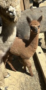 alpaca for sale