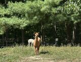 alpaca for sale