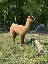 alpaca for sale