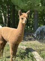 alpaca for sale