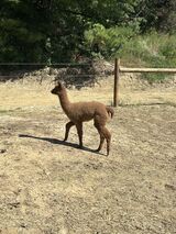 alpaca for sale