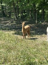 alpaca for sale