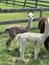 alpaca for sale