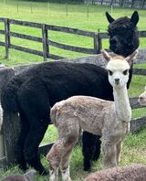 alpaca for sale