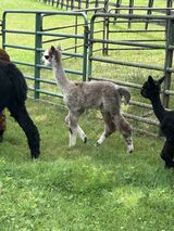 alpaca for sale