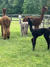 alpaca for sale