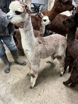 alpaca for sale