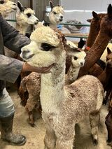 alpaca for sale