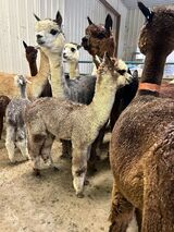 alpaca for sale