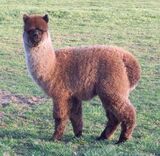 alpaca for sale