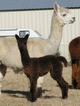 as a cria with mom (Snowmass Don Julios Prestige)