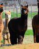 2nd cria from a fawn herdsire