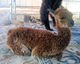 Bella - a newborn Sultan cria