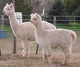 Charmed as a cria with dam